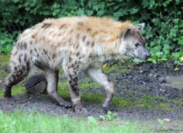 Hyène tachetée - Crocuta crocuta (ZooParc de Beauval, mai 2025)