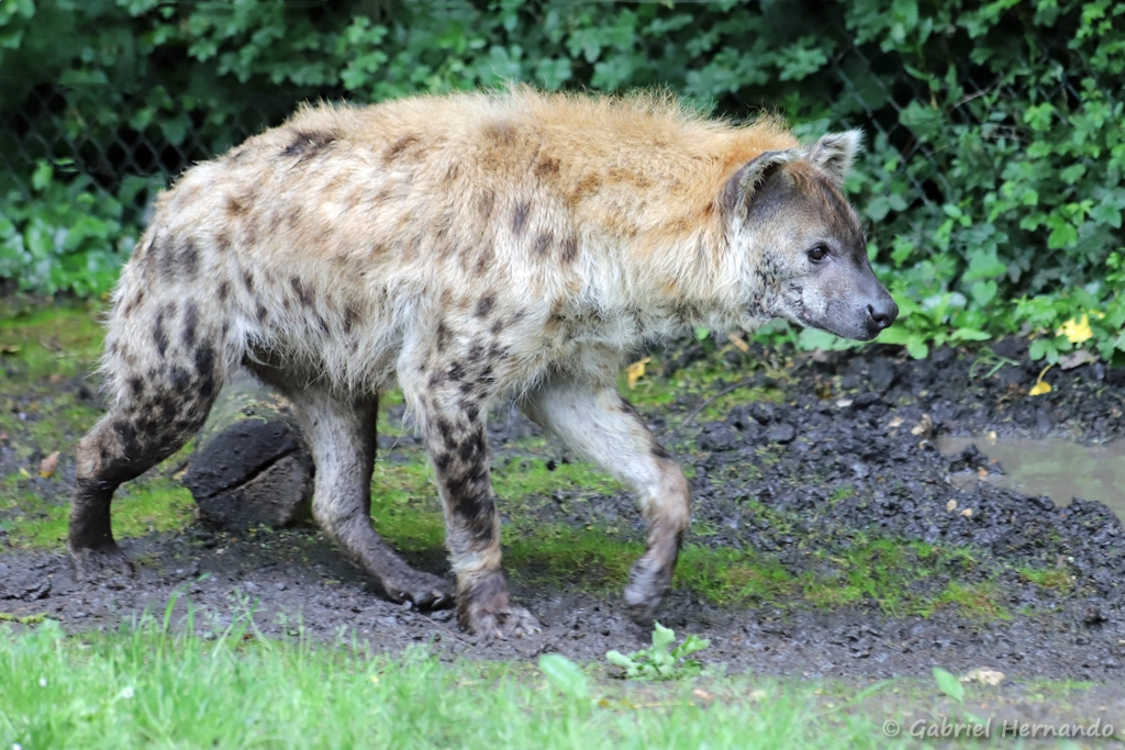 Hyène tachetée - Crocuta crocuta (ZooParc de Beauval, mai 2025)