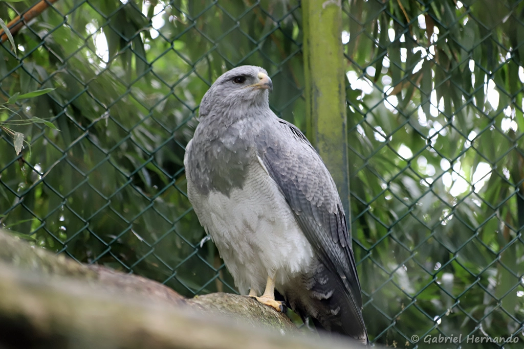 Buse aguia - Geranoaetus melanoleucus (ZooParc de Beauval, mai 2025)