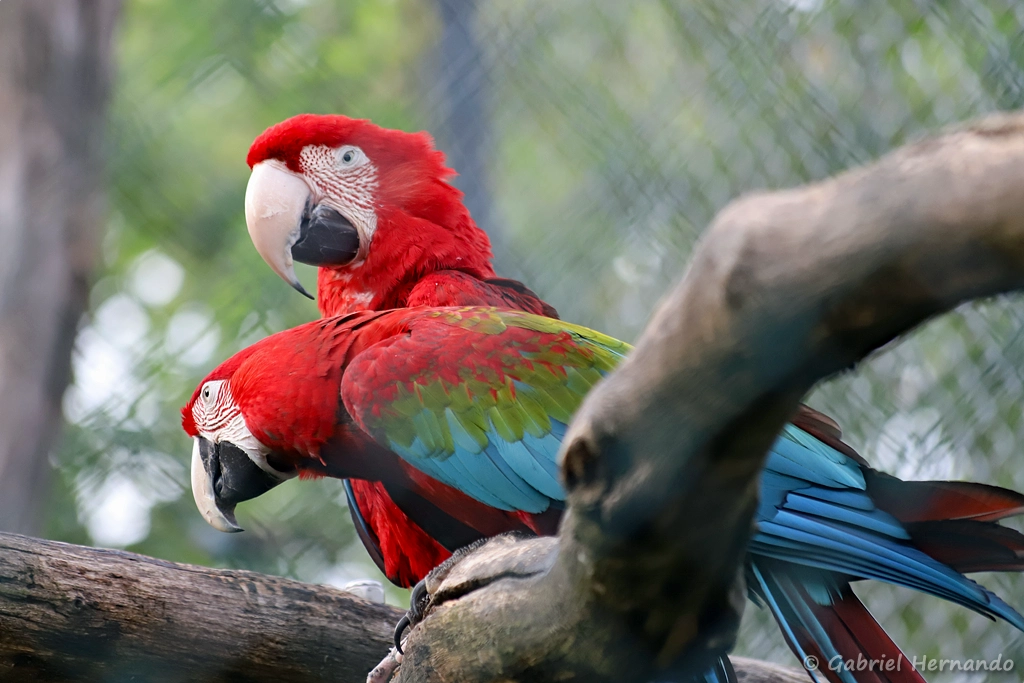 Ara chloroptère - Ara chloropterus (ZooParc de Beauval, mai 2025)