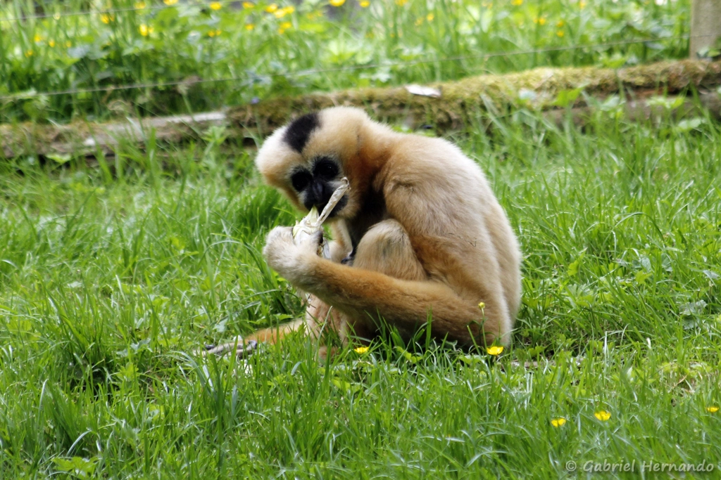 Gibbon à favoris roux - Nomascus gabriellae (CERZA, Hermival les Vaux, mai 2019)