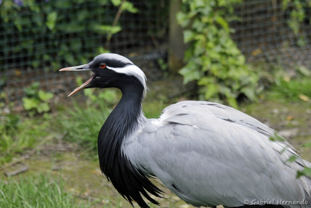 Grue demoiselle - Grus virgo (CERZA, Hermival les Vaux, mai 2019)