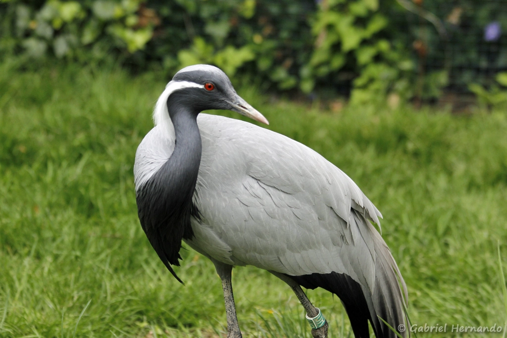 Grue demoiselle - Grus virgo (CERZA, Hermival les Vaux, mai 2019)