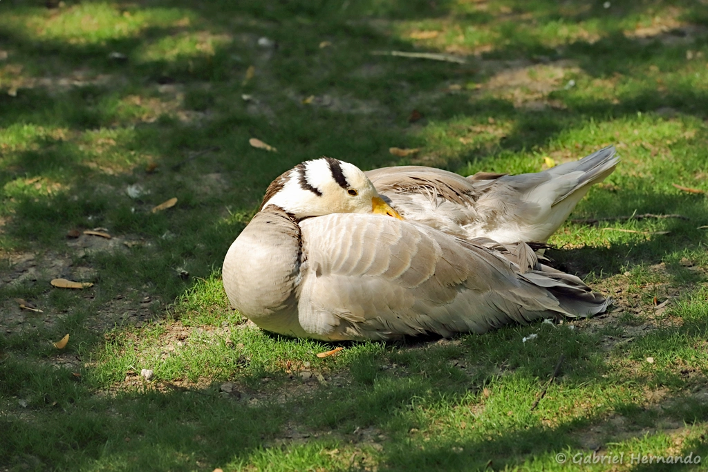 Oie à tête barrée - Anser indicus (ZooParc de Beauval, mai 2025)