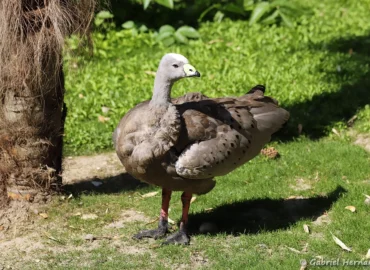 Céréopse cendré - Cereopsis novaehollandiae (ZooParc de Beauval, mai 2025)