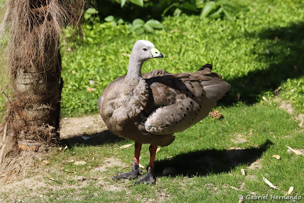 Céréopse cendré - Cereopsis novaehollandiae (ZooParc de Beauval, mai 2025)