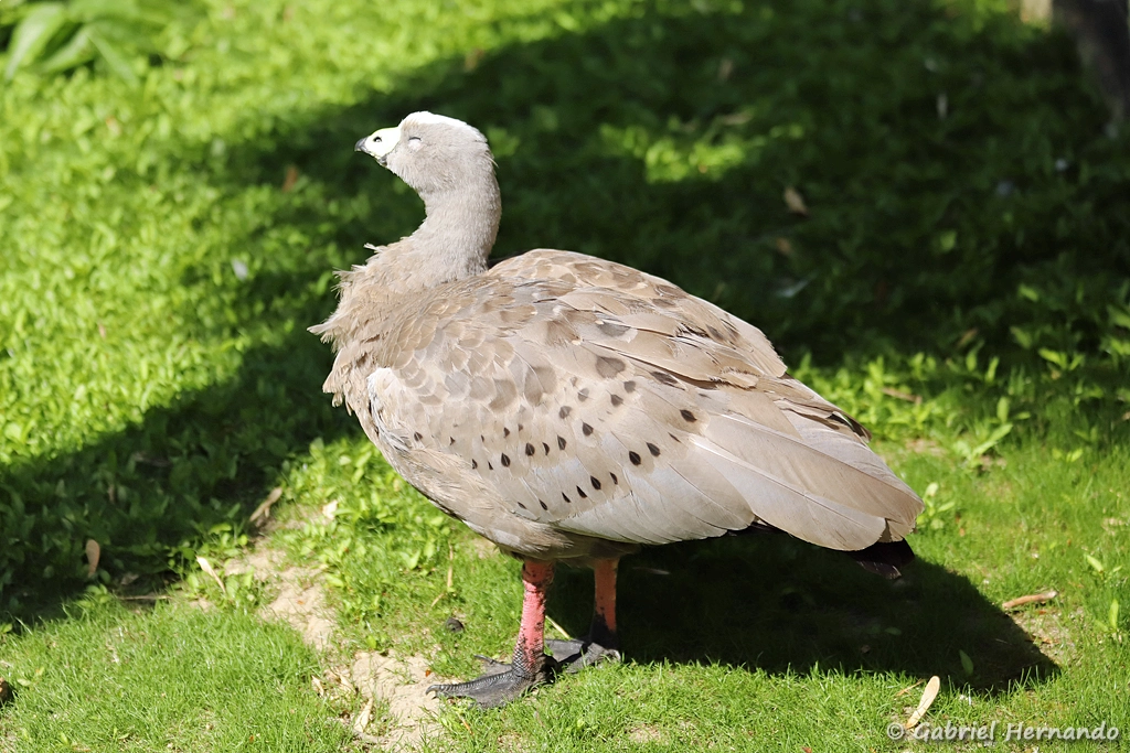 Céréopse cendré - Cereopsis novaehollandiae (ZooParc de Beauval, mai 2025)