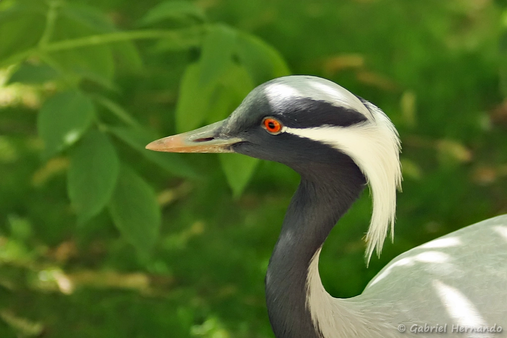 Grue demoiselle - Grus virgo (ZooParc de Beauval, mai 2025)