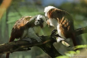 Pinché à crête blanche - Saguinus oedipus (ZooParc de Beauval, mai 2025)