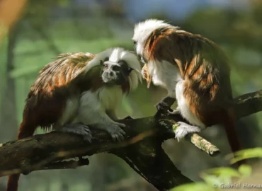 Pinché à crête blanche - Saguinus oedipus (ZooParc de Beauval, mai 2025)