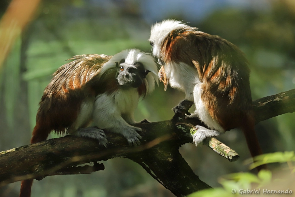 Pinché à crête blanche - Saguinus oedipus (ZooParc de Beauval, mai 2025)