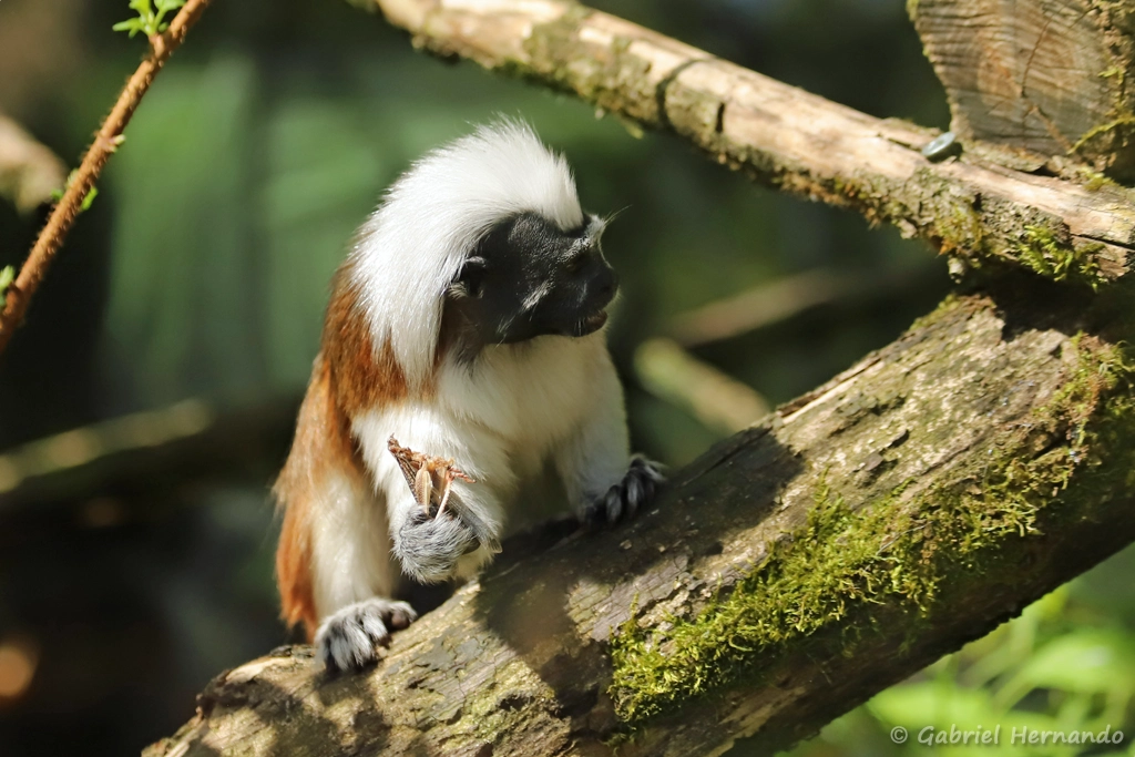 Pinché à crête blanche - Saguinus oedipus (ZooParc de Beauval, mai 2025)