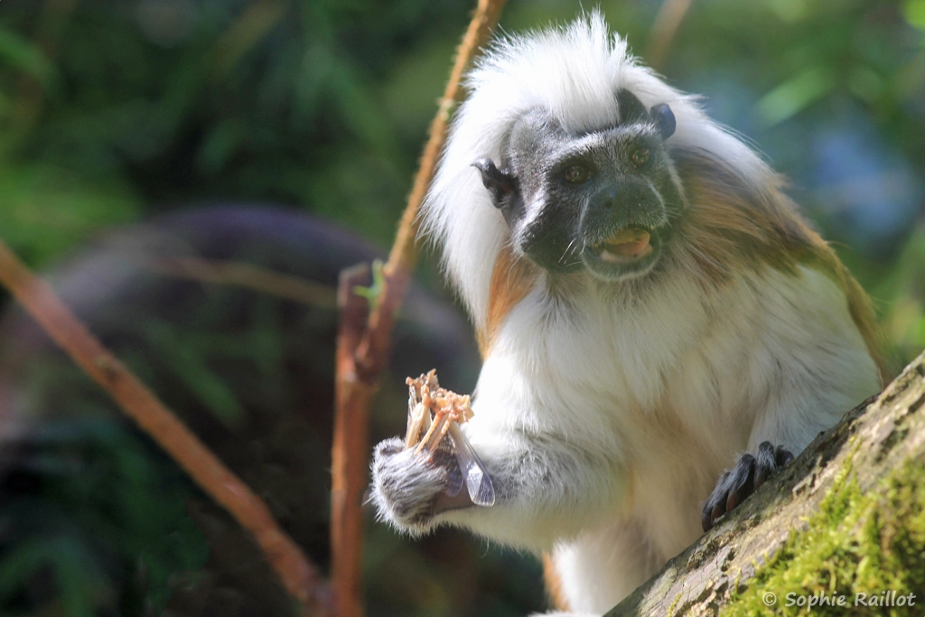 Pinché à crête blanche mangeant un insecte - Saguinus oedipus (ZooParc de Beauval, mai 2025)