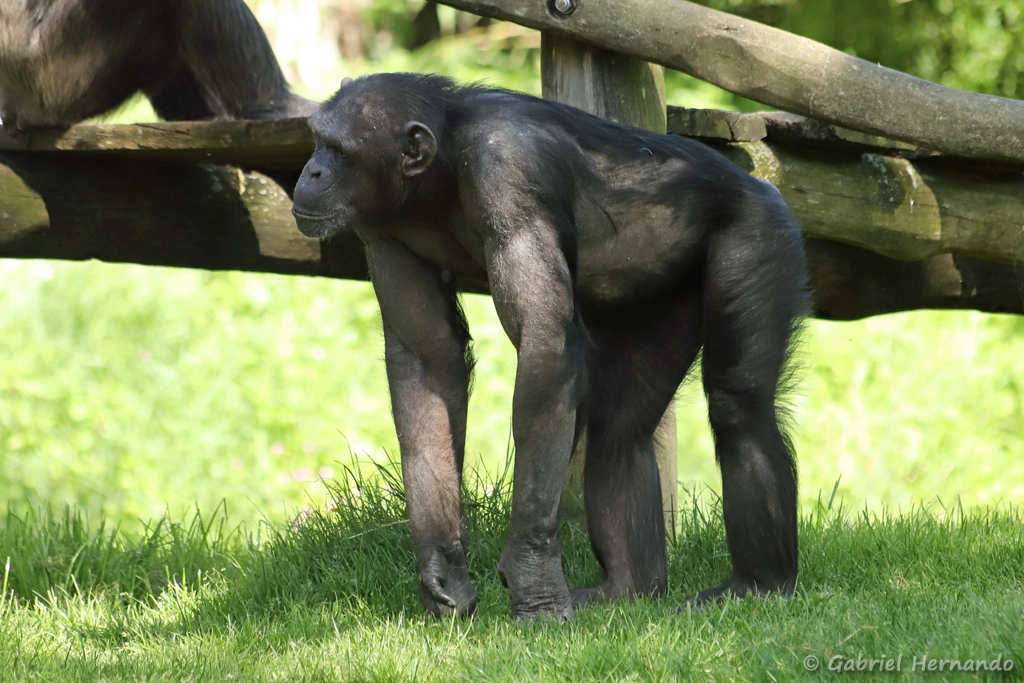 Chimpanzé - Pan troglodytes (ZooParc de Beauval, mai 2025)