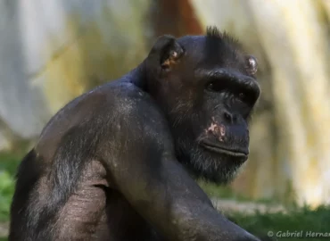 Chimpanzé - Pan troglodytes (ZooParc de Beauval, mai 2025)