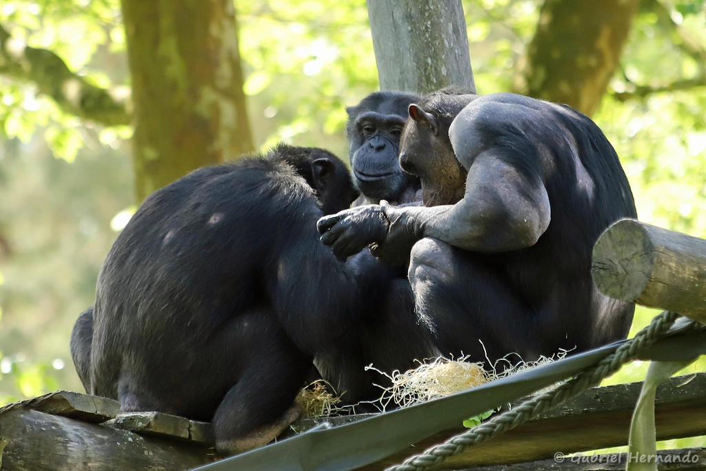 Chimpanzé - Pan troglodytes (ZooParc de Beauval, mai 2025)