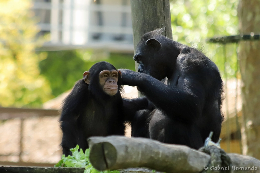 Chimpanzé - Pan troglodytes (ZooParc de Beauval, mai 2025)