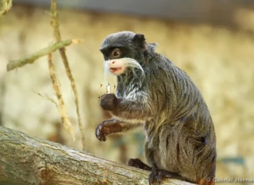 Tamarin empereur barbu - Saguinus imperator subgrisescens (ZooParc de Beauval, mai 2025)