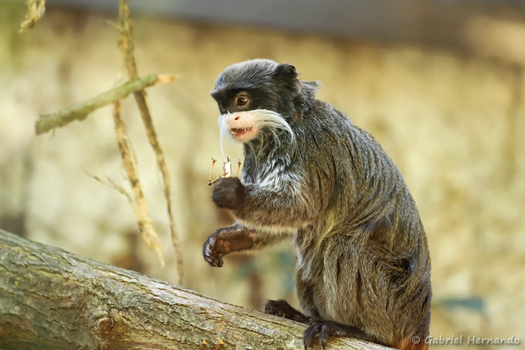 Tamarin empereur barbu - Saguinus imperator subgrisescens (ZooParc de Beauval, mai 2025)