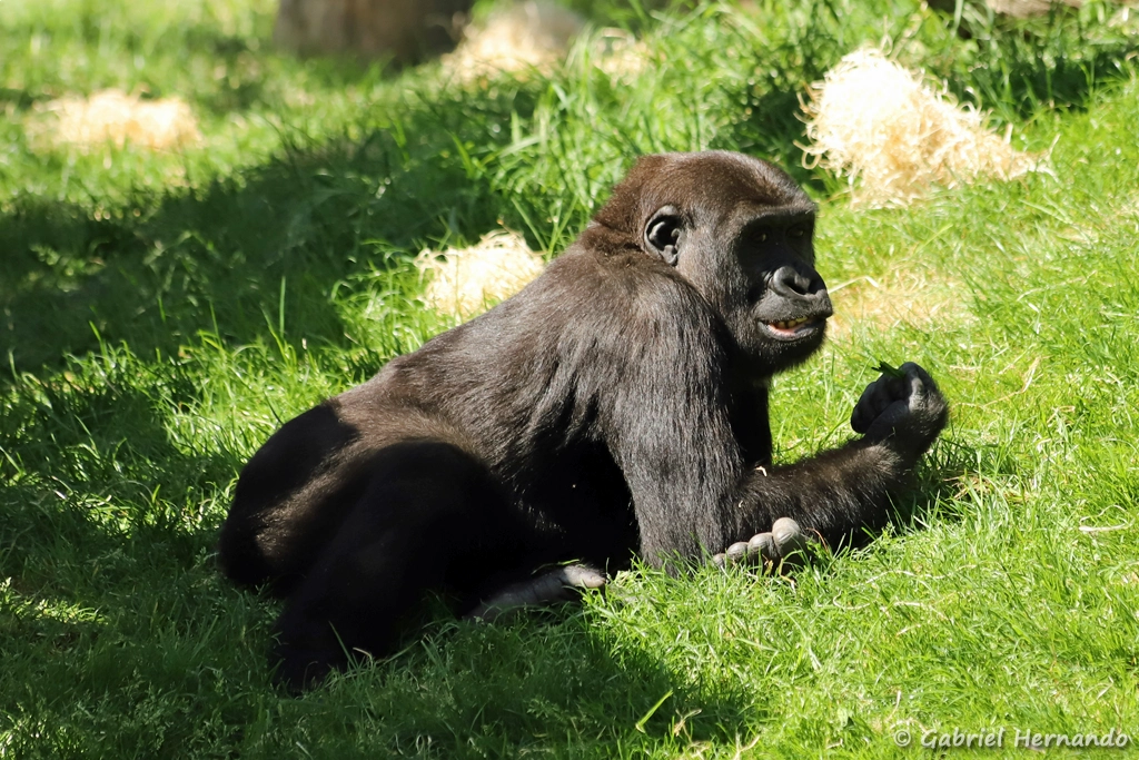 Gorille des plaines de l'ouest - Gorilla gorilla gorilla (ZooParc de Beauval, mai 2025)