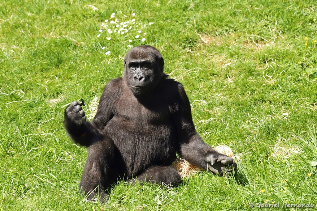 Gorille des plaines de l'ouest - Gorilla gorilla gorilla (ZooParc de Beauval, mai 2025)