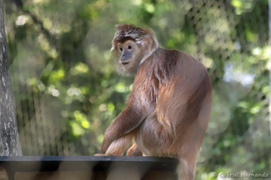 Langur de Java oriental - Trachypithecus auratus auratus (ZooParc de Beauval, mai 2025)