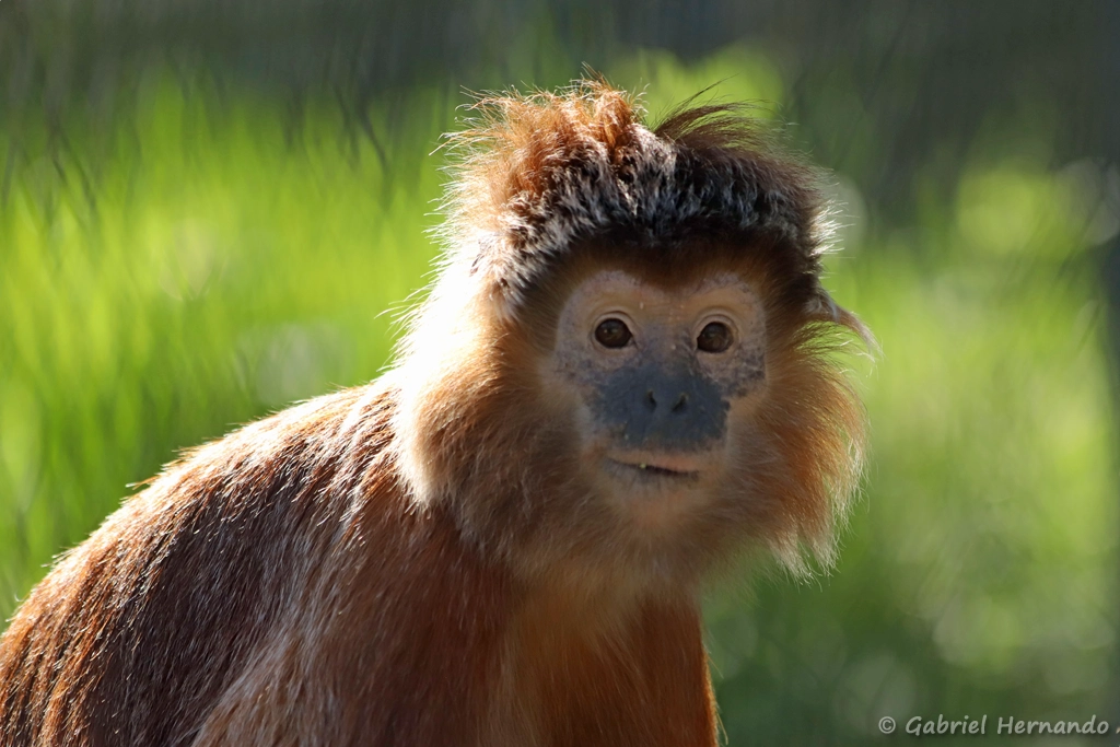 Langur de Java oriental de forme dorée - Trachypithecus auratus auratus (ZooParc de Beauval, mai 2025)