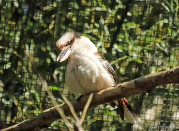 Kookaburra ou Martin-chasseur géant - Dacelo novaeguineae (ZooParc de Beauval, mai 2025)