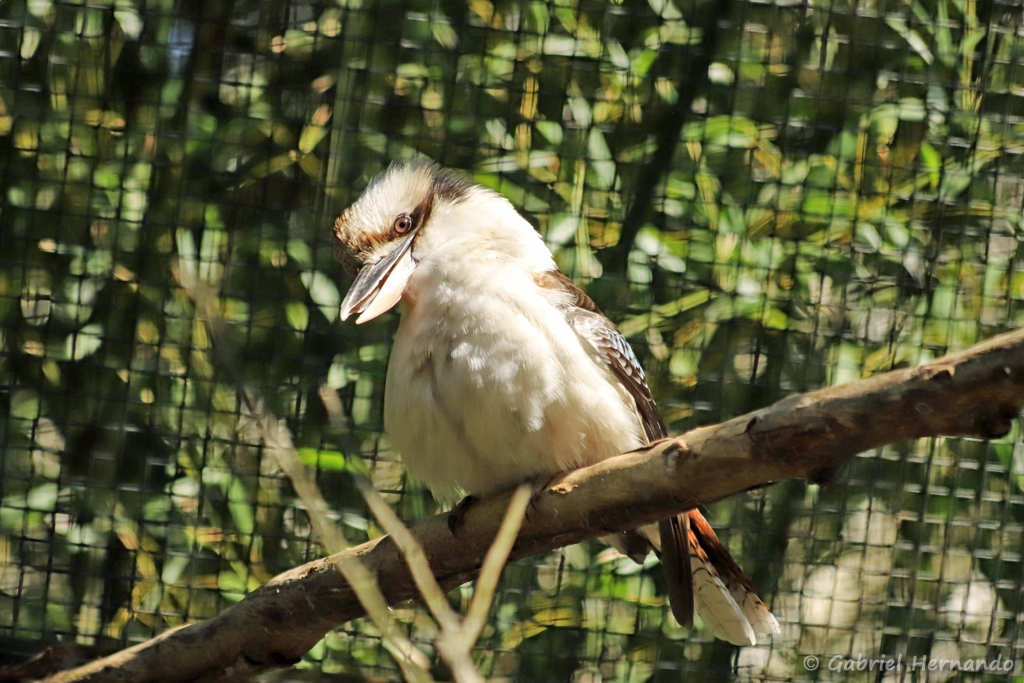 Kookaburra ou Martin-chasseur géant - Dacelo novaeguineae (ZooParc de Beauval, mai 2025)