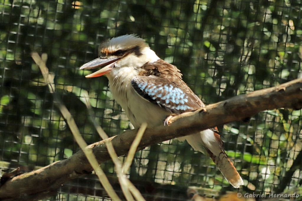 Kookaburra ou Martin-chasseur géant - Dacelo novaeguineae (ZooParc de Beauval, mai 2025)
