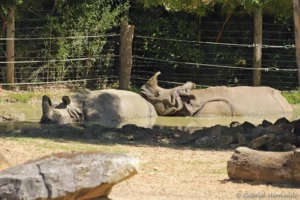 Rhinocéros indien - Rhinoceros unicornis (ZooParc de Beauval, mai 2025)
