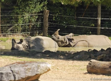 Rhinocéros indien - Rhinoceros unicornis (ZooParc de Beauval, mai 2025)