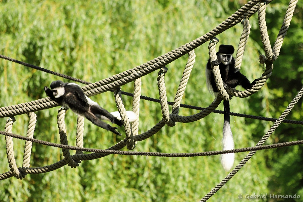 Colobe guéréza du Mont Kenya ou Colobe noir et blanc de l'est - Colobus guereza kikuyuensis (ZooParc de Beauval, mai 2025)