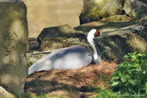Grue à cou blanc au nid - Antigone vipio (ZooParc de Beauval, mai 2025)