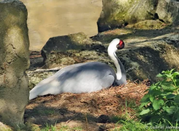 Grue à cou blanc au nid - Antigone vipio (ZooParc de Beauval, mai 2025)