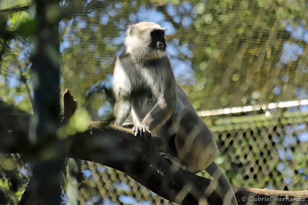 Langur sacré - Semnopithecus entellus (ZooParc de Beauval, mai 2025)