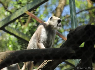 Langur sacré - Semnopithecus entellus (ZooParc de Beauval, mai 2025)