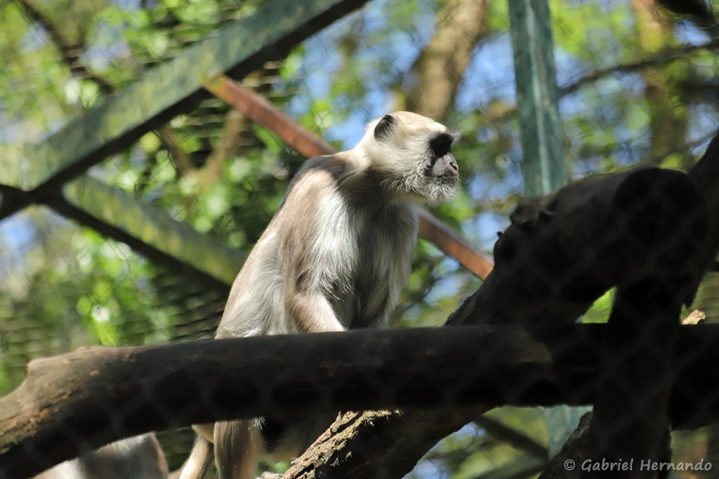 Langur sacré - Semnopithecus entellus (ZooParc de Beauval, mai 2025)