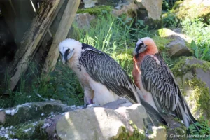 Gypaète barbu - Gypaetus barbatus (ZooParc de Beauval, mai 2025)