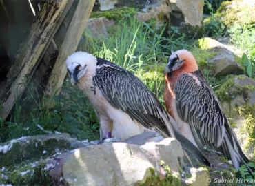 Gypaète barbu - Gypaetus barbatus (ZooParc de Beauval, mai 2025)