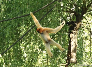 Gibbon à favoris roux - Nomascus gabriellae (ZooParc de Beauval, mai 2025)