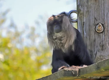 Macaque ouandérou - Macaca silenus (ZooParc de Beauval, mai 2025)
