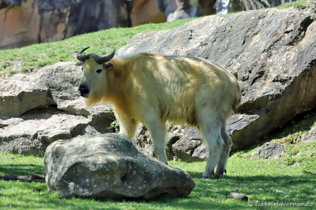 Takin doré - Budorcas taxicolor bedfordi (ZooParc de Beauval, mai 2025)