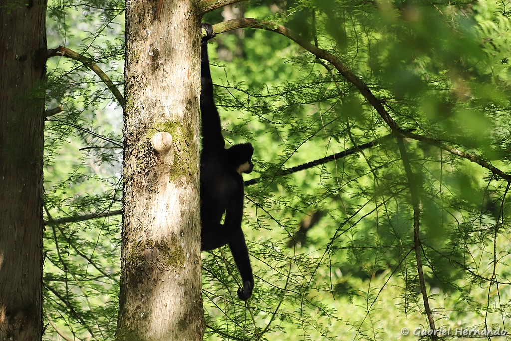 Gibbon à favoris roux - Nomascus gabriellae (ZooParc de Beauval, mai 2025)