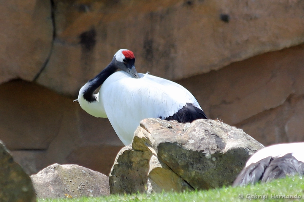 Grue du Japon - Grus japonensis (ZooParc de Beauval, mai 2025)