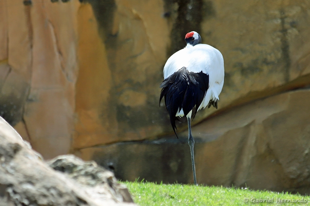 Grue du Japon - Grus japonensis (ZooParc de Beauval, mai 2025)
