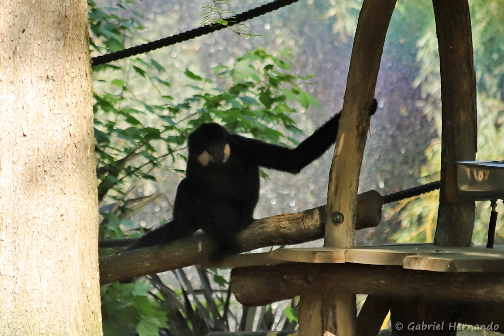 Gibbon à favoris roux - Nomascus gabriellae (ZooParc de Beauval, mai 2025)
