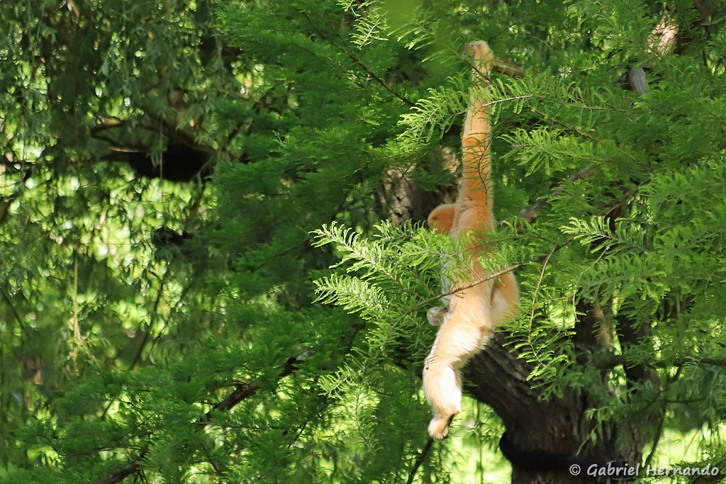 Gibbon à favoris roux - Nomascus gabriellae (ZooParc de Beauval, mai 2025)