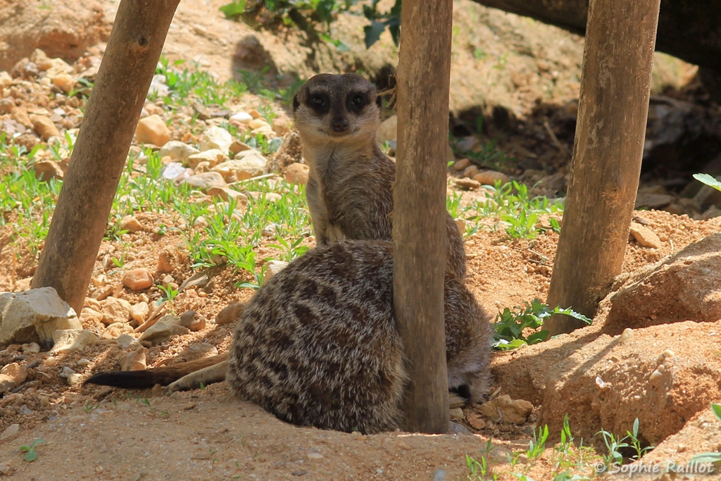Suricate - Suricata suricatta (ZooParc de Beauval, mai 2025)