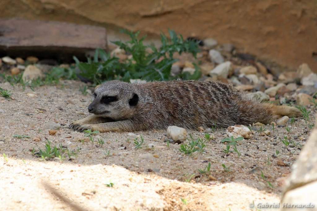 Suricate - Suricata suricatta (ZooParc de Beauval, mai 2025)